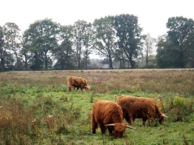 Stage 4: Highland cattle