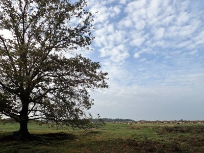 Stage 4: Tree and sheep