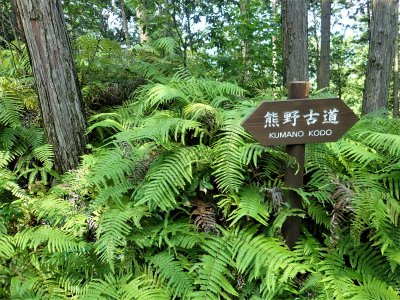 Trail marker between ferns