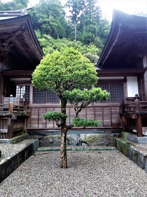 Small tree