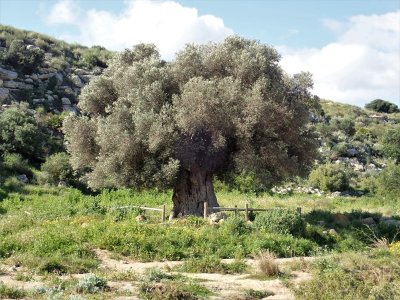 Millennial olive tree