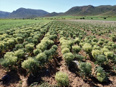 Fertile arable land