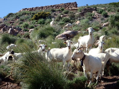 Herd of goats