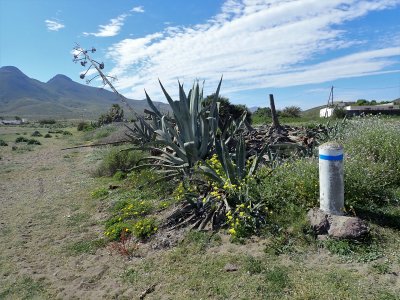 Agaves and trail marker