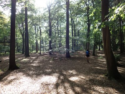 Stage 8: Beech forest