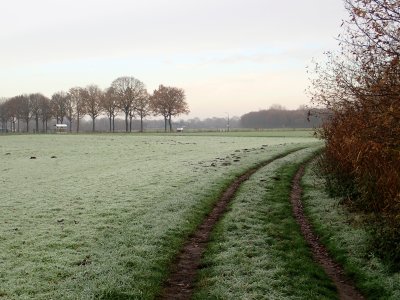 Stage 13: Frosted grass
