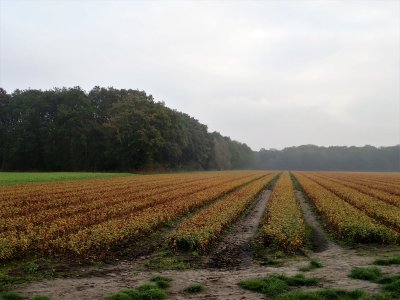 Stage 6: Crop field