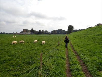 Stage 7: Passing sheep
