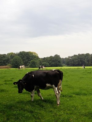 Stage 8: Cows
