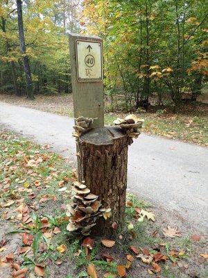 Stage 11: Tree stump