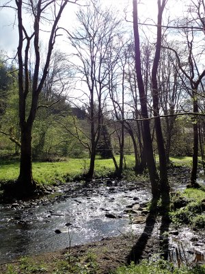 Brook in forest