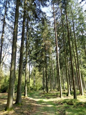 Forest path