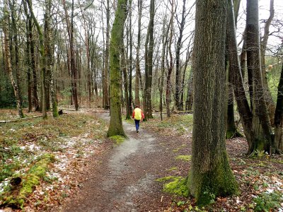 Stage 16: Forest trail