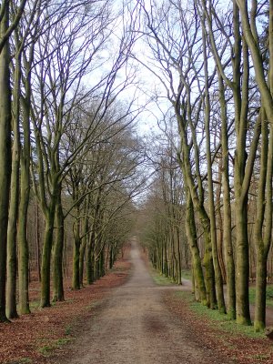 Stage 17: Beech avenue