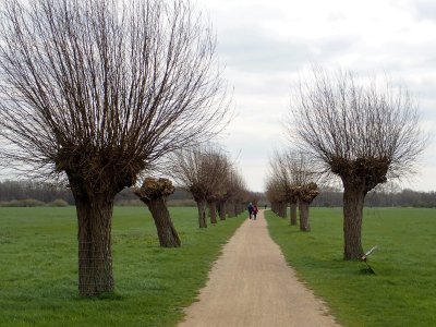 Stage 17: Path with pollard willows