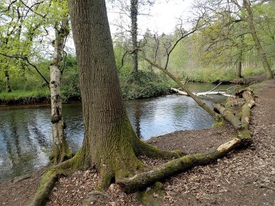 Stage 20: River Swalm