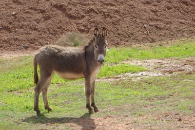 Donkey