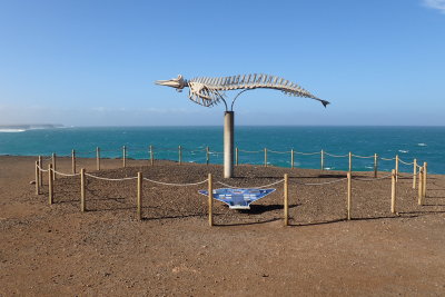 Whale skeleton