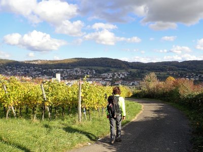 Stage 13: Vineyards