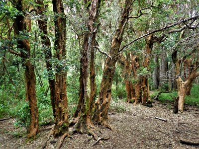 Bosque de Arrayanes