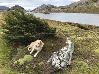 Resting dog