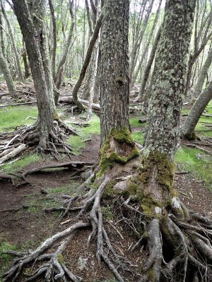 Tree roots