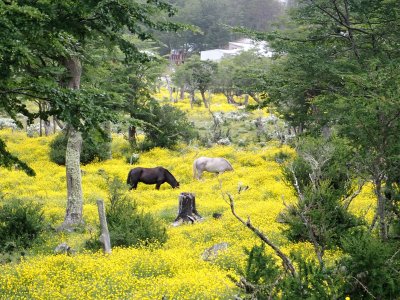 Horses and buttercups