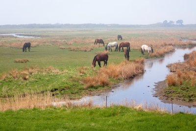 Horses in a meadow