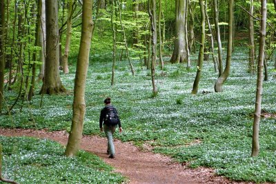 White flower carpet