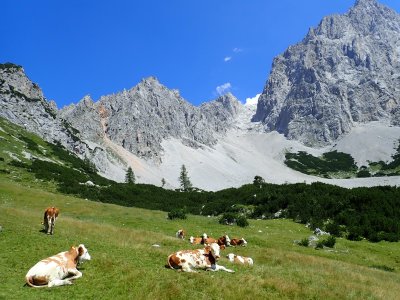 Resting cows