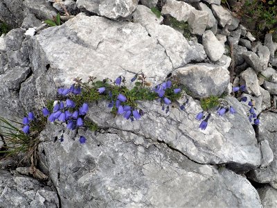 Alpine bell flowers