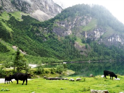 Cows at the lake