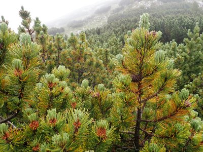 Pine branches