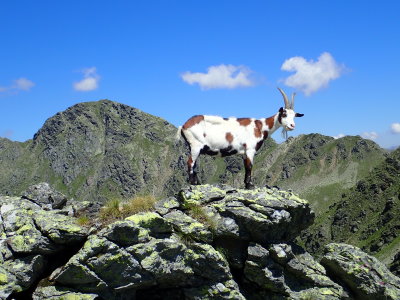 Motley goat