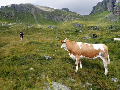 Cow watches hiker