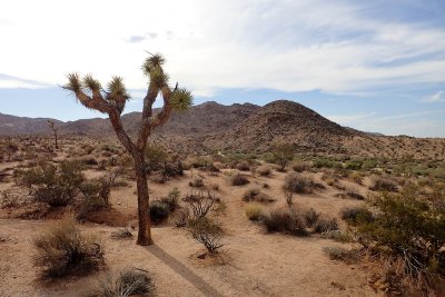 Joshua tree