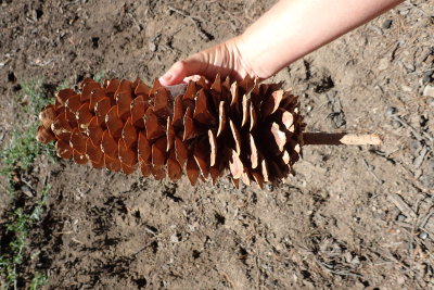 Large pine cone