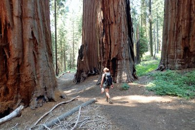 Reaching Muir Grove