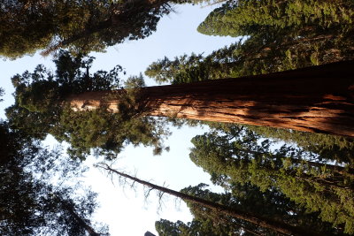 Sequoia tree