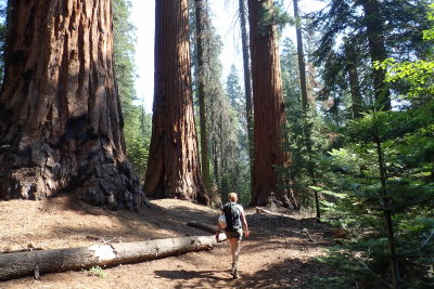 Passing giant trees