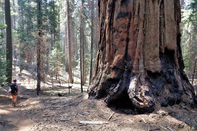 Passing another giant tree