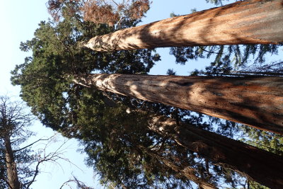 Three sequoia trees