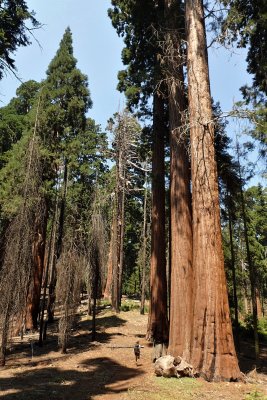 Row of huge trees