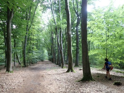 Stage 2: Beech path