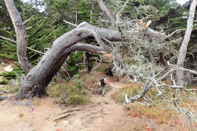 Overhanging tree