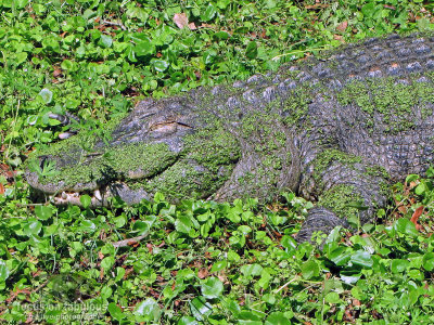 gator