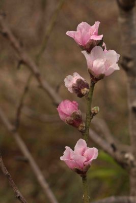 DSCF2176.jpg