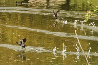 Winter Birds