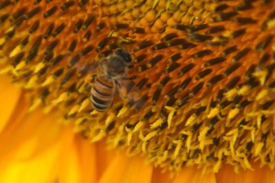 SUNFLOWER sunrise & sunset