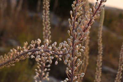 DSCF7279-1.jpg
